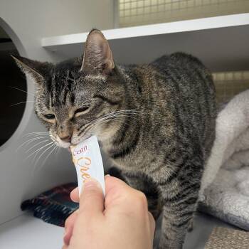 Kerri -  Domestic Short Hair Cat for Adoption in Sandy Springs, Georgia - Kerri | PetCurious