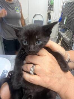 Aries -  Domestic Short Hair Cat for Adoption in Pomona, New York - Aries | PetCurious