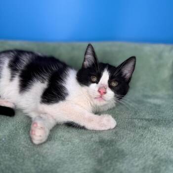 Domestic Short Hair Cats Available for Adoption - Pik Nik | PetCurious