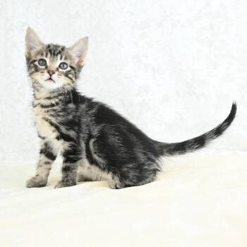 Domestic Short Hair Cats Available for Adoption in Mobile, Alabama - Dixie | PetCurious