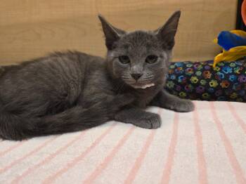 Dusty -  Domestic Short Hair Cat for Adoption in Hammond, Indiana - Dusty | PetCurious