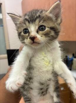Rescue Domestic Short Hair Cats for Adoption in Sacramento, California - PEPPERJACK | PetCurious