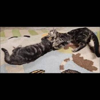 Beatrice -  Domestic Short Hair Cat for Adoption in Sandy Springs, Georgia - Beatrice | PetCurious