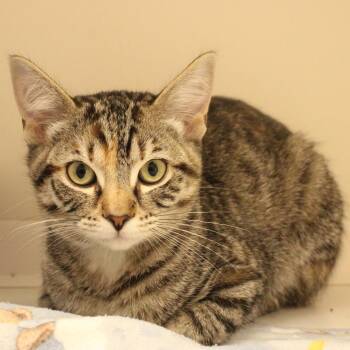 Millie -  Domestic Short Hair Cat for Adoption in Champaign, Illinois - Millie | PetCurious