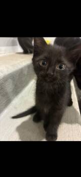Punkin -  Domestic Short Hair Cat for Adoption in Poplar Grove, Illinois - Punkin | PetCurious