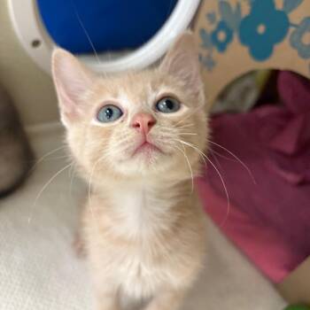 Kai Wachi -  Domestic Short Hair Cat for Adoption in West Olive, Michigan - Kai Wachi | PetCurious