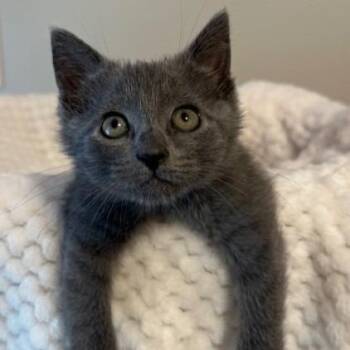 Susie -  Domestic Short Hair Cat for Adoption in Cumming, Georgia - Susie | PetCurious