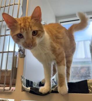 BUTTERFINGERS -  Domestic Medium Hair Cat for Adoption in Sarasota, Florida - BUTTERFINGERS | PetCurious
