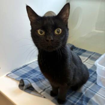 Domestic Short Hair Cats Available for Adoption in Beaumont, Texas - Elvira | PetCurious