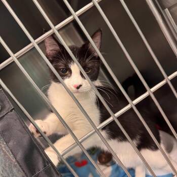 Rin -  Domestic Short Hair Cat for Adoption in Lake Jackson, Texas - Rin | PetCurious