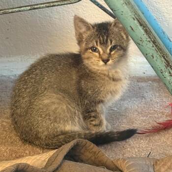Domestic Short Hair Cats Available for Adoption - Dilly | PetCurious