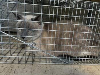ICHABOD CRANE -  Domestic Short Hair Cat for Adoption in Louisville, Kentucky - ICHABOD CRANE | PetCurious