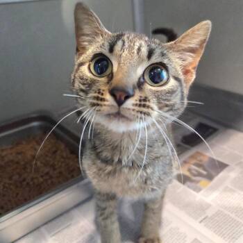 Domestic Short Hair Cats Available for Adoption in Chattanooga, Tennessee - Peggy Sue | PetCurious