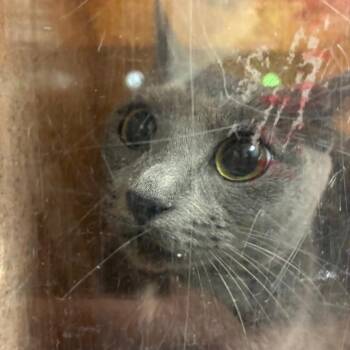 Lioness -  Domestic Short Hair Cat for Adoption in Philadelphia, Pennsylvania - Lioness | PetCurious