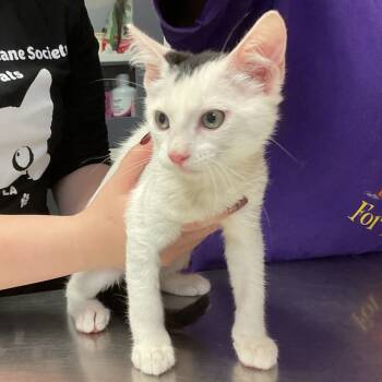 Rescue Domestic Short Hair Cats for Adoption in Monroe, Louisiana - Magnolia | PetCurious