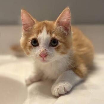 Bart -  Domestic Medium Hair Cat for Adoption in Knoxville, Tennessee - Bart | PetCurious