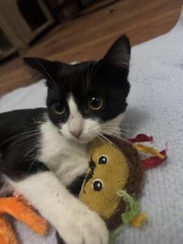 Rescue Domestic Short Hair Cats for Adoption in Paulina, Louisiana - Ruby | PetCurious