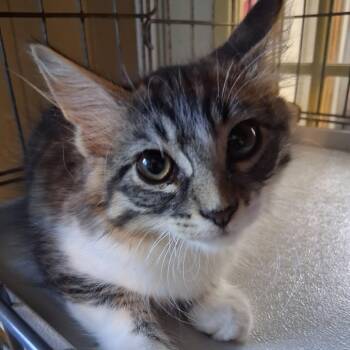 Knox -  Domestic Short Hair Cat for Adoption in Marion, Illinois - Knox | PetCurious
