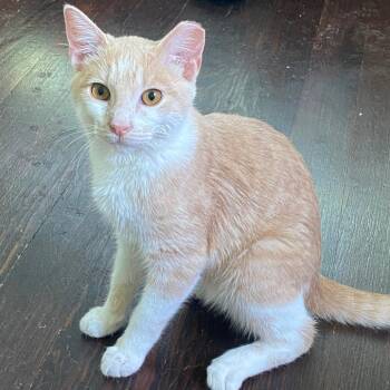 Domestic Short Hair Cats Available for Adoption in Waco, Texas - Creamsicle | PetCurious