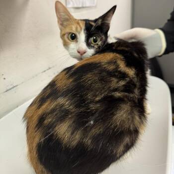 Halo -  Domestic Medium Hair Cat for Adoption in Charleston, West Virginia - Halo | PetCurious