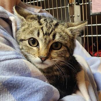 Domestic Short Hair Cats Available for Adoption - Marceline | PetCurious