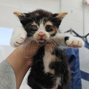 Callie -  Domestic Short Hair Cat for Adoption in Corpus Christi, Texas - Callie | PetCurious