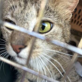 Barbie -  Domestic Short Hair Cat for Adoption in Johnstown, Pennsylvania - Barbie | PetCurious