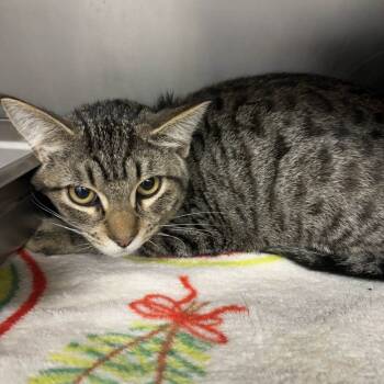 Rescue Domestic Short Hair Cats for Adoption in Beaumont, Texas - Meow Meow | PetCurious