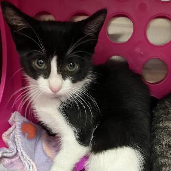 Shimmy -  Domestic Short Hair Cat for Adoption in Keizer, Oregon - Shimmy | PetCurious