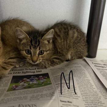 Lazy -  Domestic Short Hair Cat for Adoption in New York, New York - Lazy | PetCurious