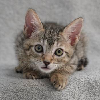 Blair -  Domestic Short Hair Cat for Adoption in Sunnyvale, California - Blair | PetCurious