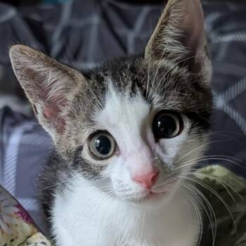 Peeps -  Domestic Short Hair Cat for Adoption in Cumming, Georgia - Peeps | PetCurious