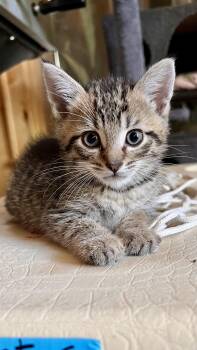 Meatball -  Domestic Short Hair Cat for Adoption in Minneapolis, Minnesota - Meatball | PetCurious