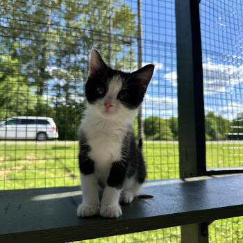 Mckay -  Domestic Medium Hair Cat for Adoption in Hermitage, Pennsylvania - Mckay | PetCurious