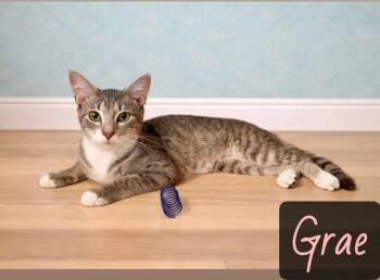 Domestic Short Hair Cats Available for Adoption in Englewood, Florida - Grae | PetCurious