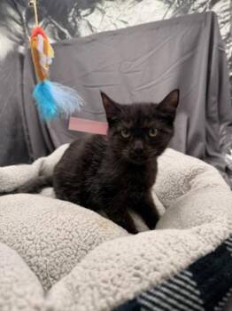FROSTY -  Domestic Short Hair Cat for Adoption in Grovetown, Georgia - FROSTY | PetCurious