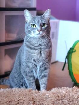 Domestic Short Hair Cats Available for Adoption - Blossom | PetCurious