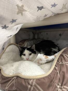 Potato -  Domestic Medium Hair Cat for Adoption in Alexandria, Virginia - Potato | PetCurious