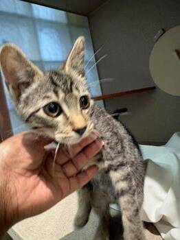 Isles -  Domestic Short Hair Cat for Adoption - Isles | PetCurious