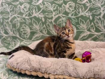 Blaze -  Domestic Short Hair Cat for Adoption in Mobile, Alabama - Blaze | PetCurious