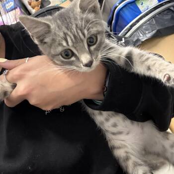 Chester -  Domestic Short Hair Cat for Adoption in Taylorsville, Kentucky - Chester | PetCurious