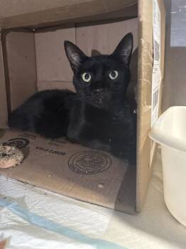 Rescue Domestic Short Hair Cats for Adoption in Fort Walton Beach, Florida - LADY M | PetCurious