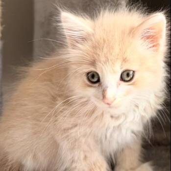 Purrcy -  Domestic Long Hair Cat for Adoption in Concord, North Carolina - Purrcy | PetCurious