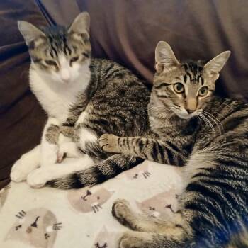 Manny & Moe (bonded brothers) -  Tabby Cat for Adoption in Sacramento, California - Manny & Moe (bonded Brothers) | PetCurious