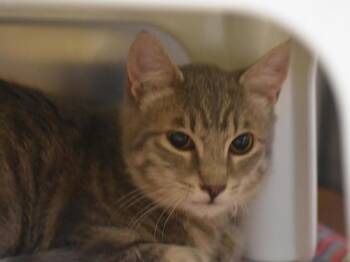 Domestic Short Hair Cats Available for Adoption - Simon | PetCurious