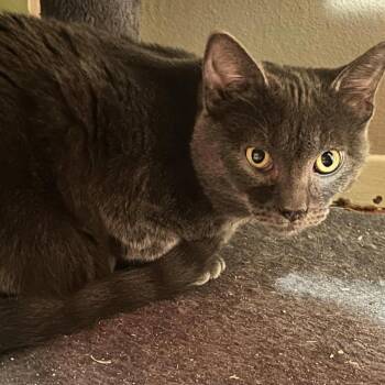 Tennessee -  Russian Blue and Domestic Short Hair Cat for Adoption - Tennessee | PetCurious