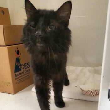 Hippo -  Domestic Short Hair Cat for Adoption - Hippo | PetCurious
