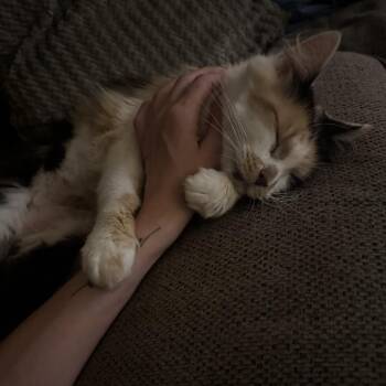 Just for Kicks -  Domestic Medium Hair Cat for Adoption in Fredericksburg, Virginia - Just For Kicks | PetCurious