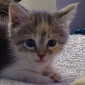 Birdie C11921 -  Domestic Short Hair Cat for Adoption - Birdie C11921 | PetCurious