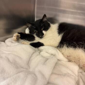 Domestic Short Hair Cats Available for Adoption in Charlottesville, Virginia - Mayonnaise | PetCurious